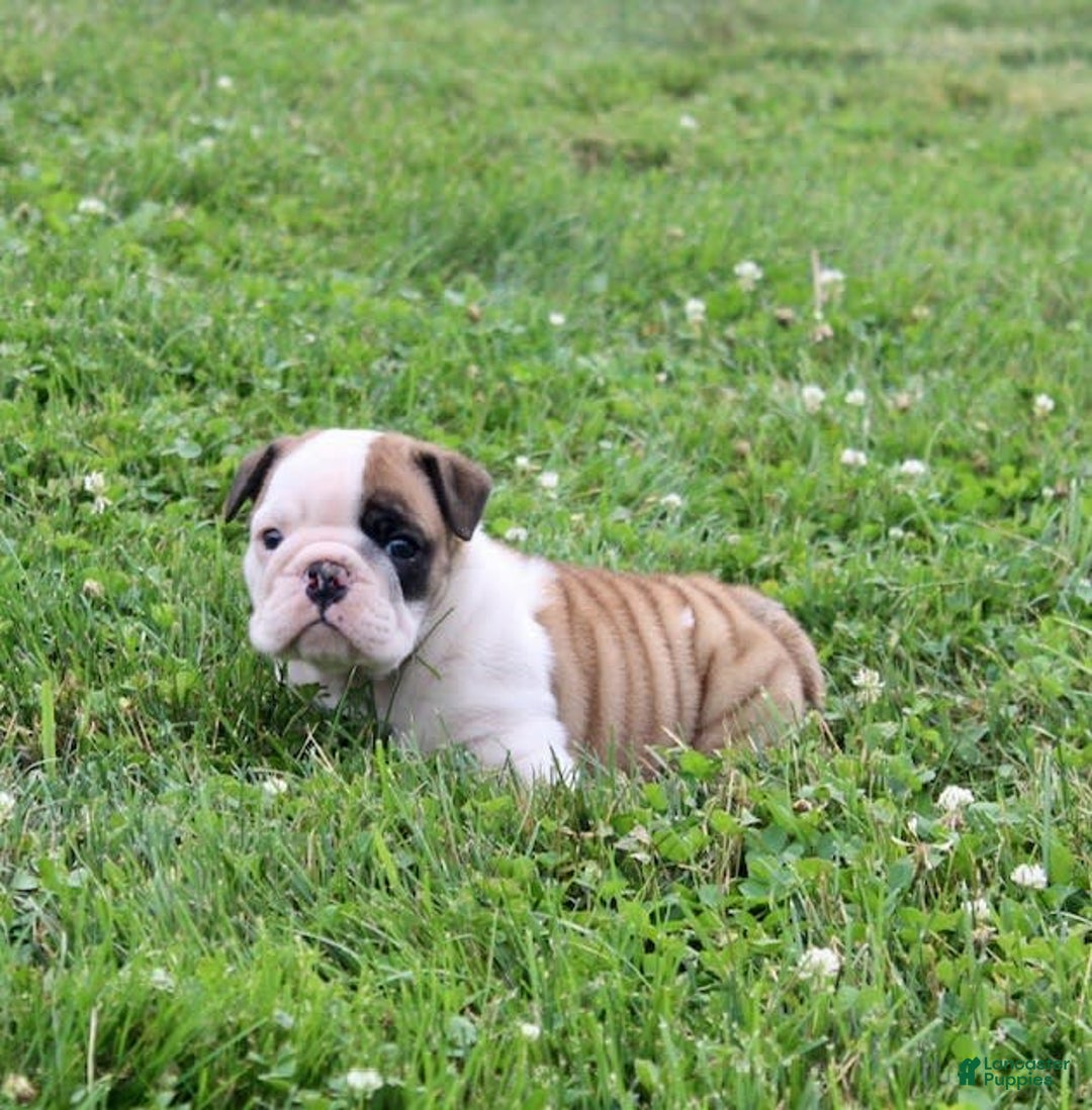 English Bulldog dogs for sale: Wendy - Image 11