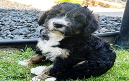 Bernedoodle dogs for sale: Becca - Image 4