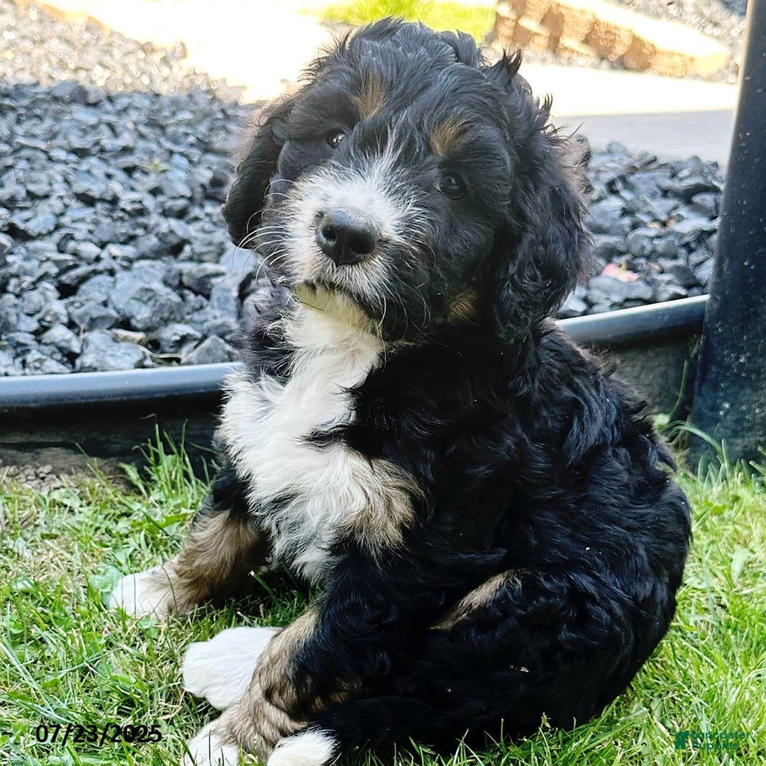 Bernedoodle dogs for sale: Becca - Image 4