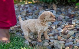 Miniature Poodle dogs for sale: Precious - Image 8
