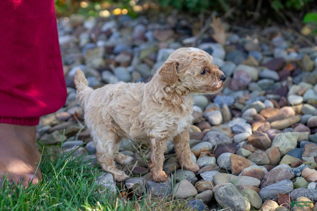 Miniature Poodle dogs for sale: Precious - Image 8