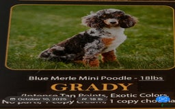 Aussiedoodle dogs for sale: Alder - Image 5