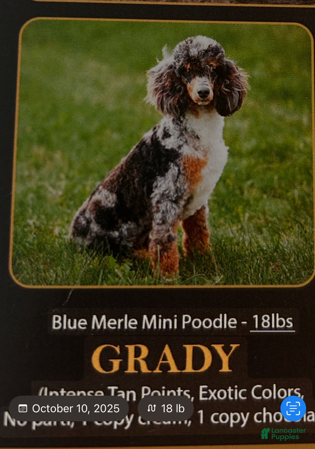 Aussiedoodle dogs for sale: Alder - Image 5