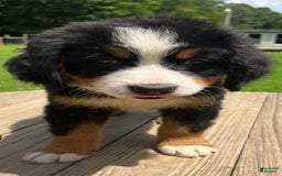 Bernese Mountain Dog dogs for sale: Purple Boy - Image 3