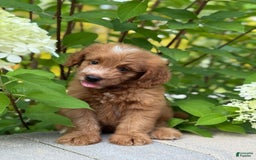 Mini Goldendoodle dogs for sale: Kaylor - Image 4