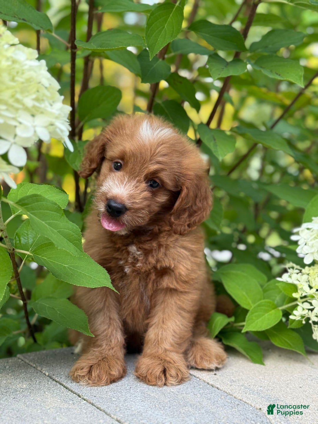 Mini Goldendoodle dogs for sale: Kaylor - Image 4