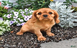 Cavalier King Charles Spaniel dogs for sale: Reba - Image 11