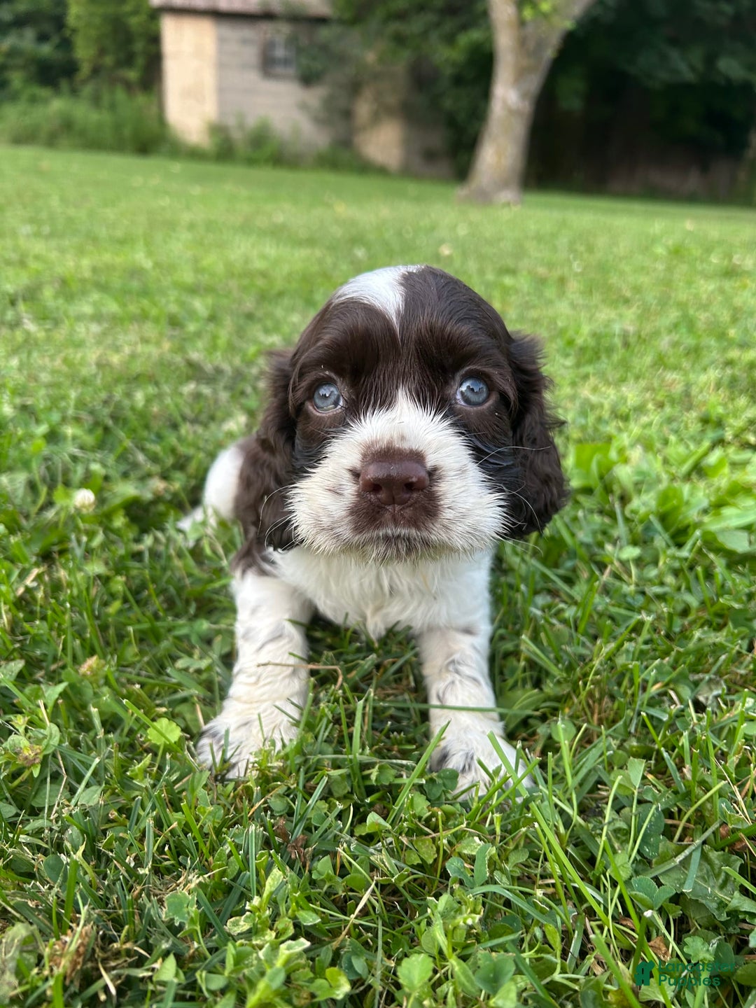 Cocker Spaniel dogs for sale: Sammy - Image 4