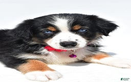 Australian Shepherd dogs for sale: Kate - Image 7