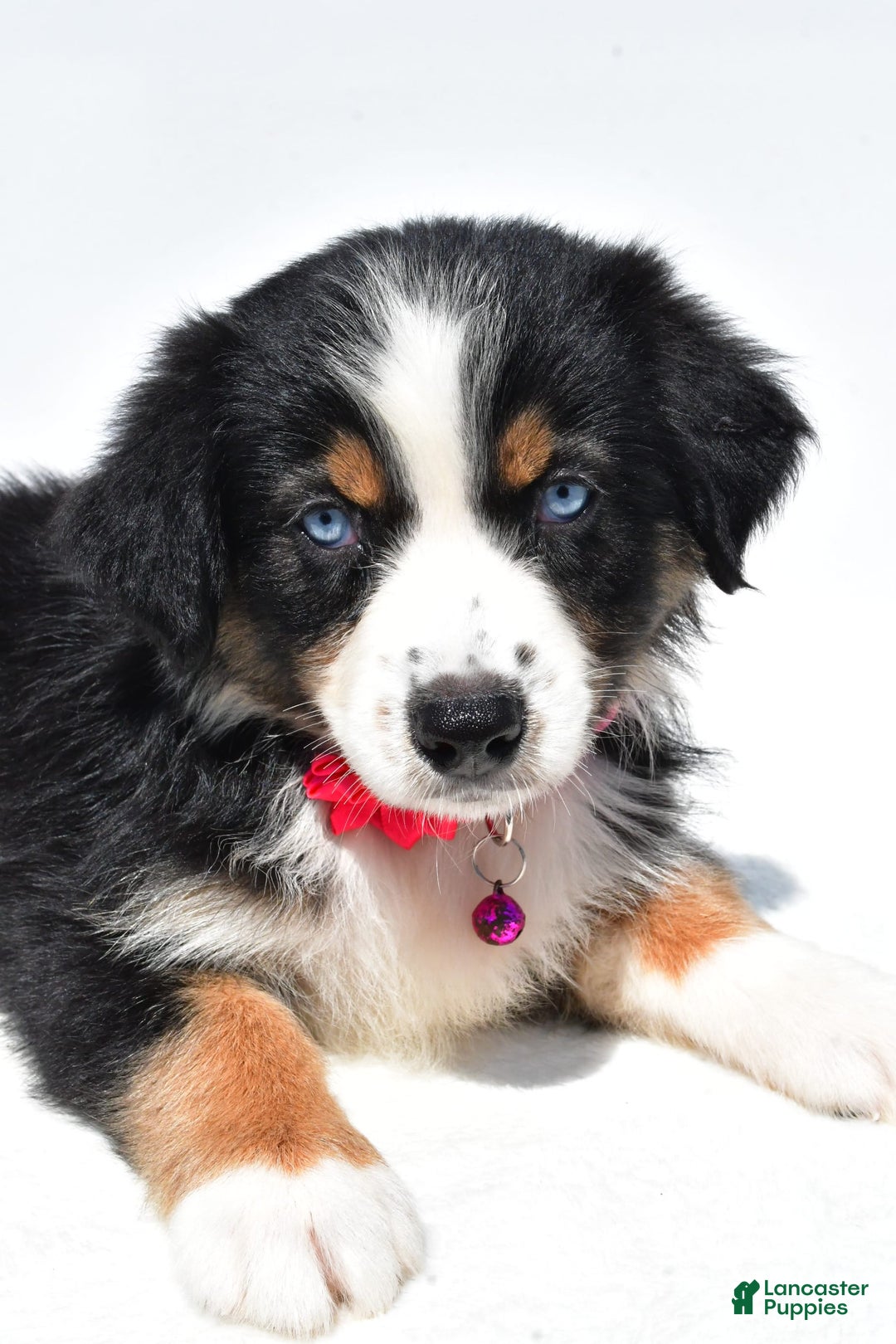 Australian Shepherd dogs for sale: Kate - Image 7