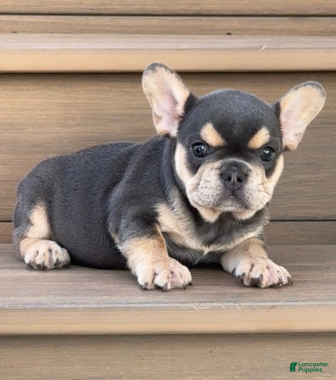 French Bulldog dogs for sale: Hilda - Image 9