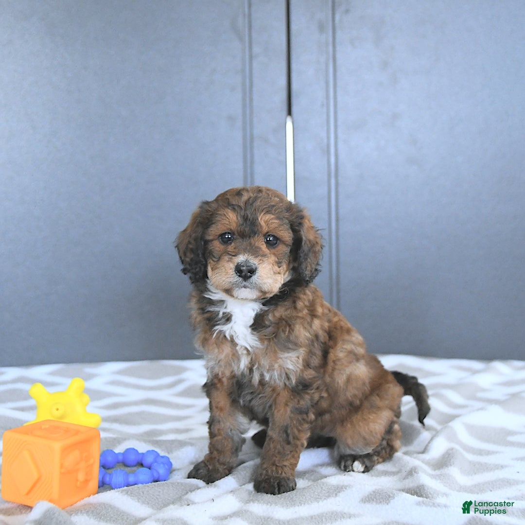 Mini Bernedoodle dogs for sale: Khloe - Image 3