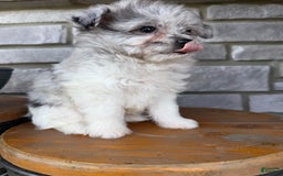 Pomapoo dogs for sale: Mason - Image 16