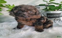 Miniature Poodle dogs for sale: Pippi - Image 4