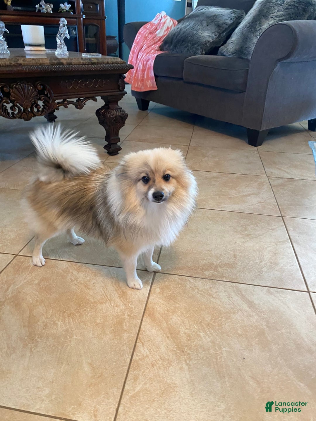 Pomeranian dogs for sale: Harley - Image 4
