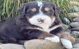 Mini Bernedoodle dogs for sale: Shiloh - Image 16