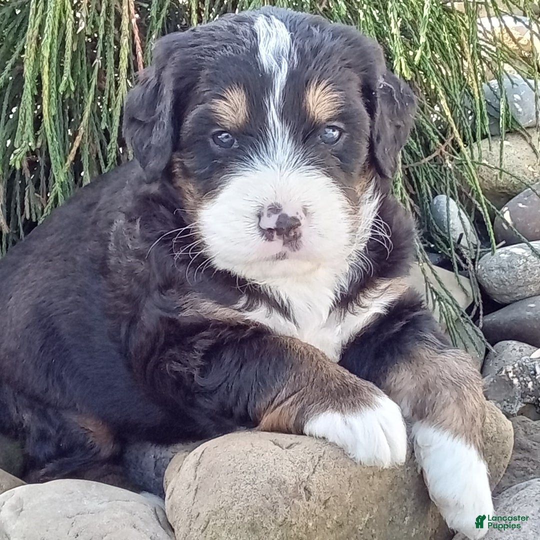 Mini Bernedoodle dogs for sale: Shiloh - Image 16