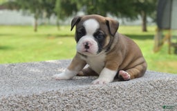 French Bulldog dogs for sale: Bentley mini bulldogge - Image 19