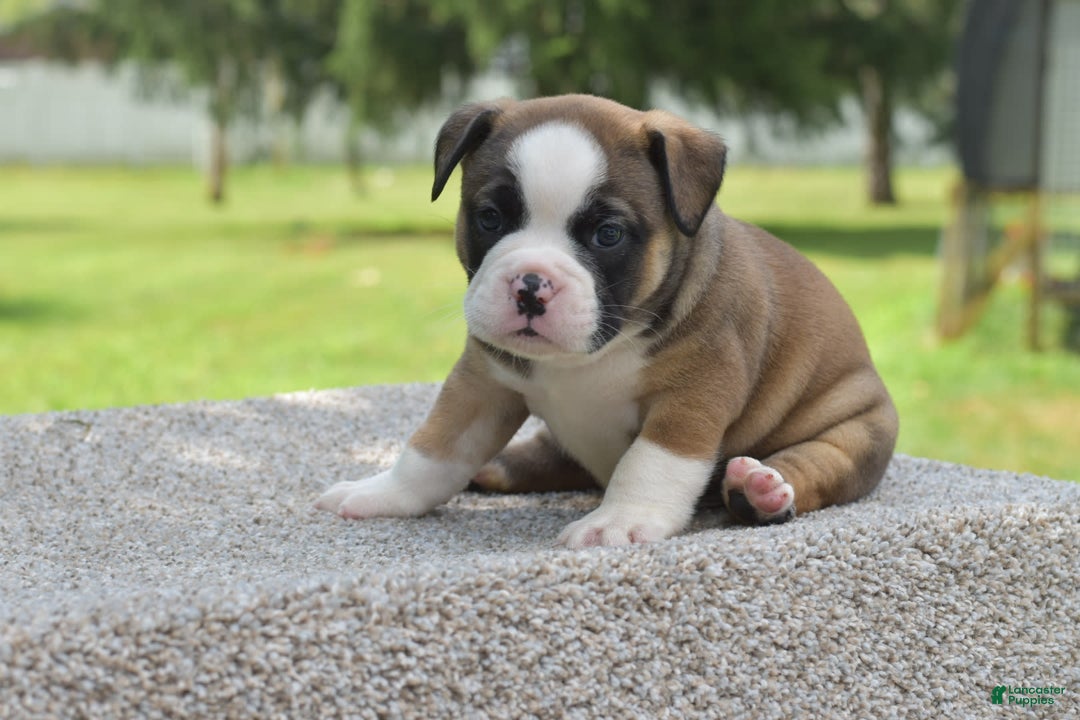 French Bulldog dogs for sale: Bentley mini bulldogge - Image 19