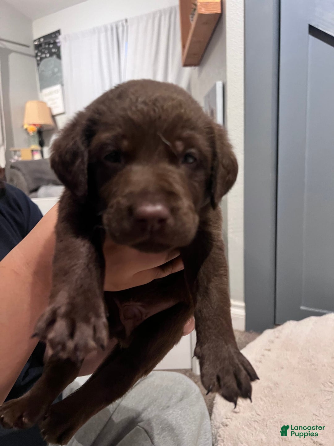 Labrador Retriever dogs for sale: Mousse - Image 2