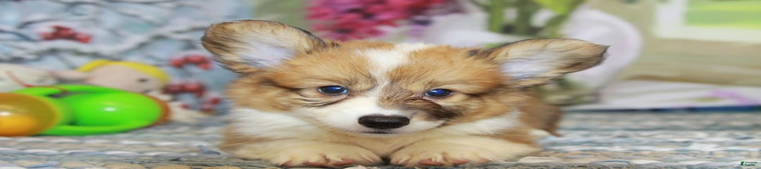 Harvey Fluffy