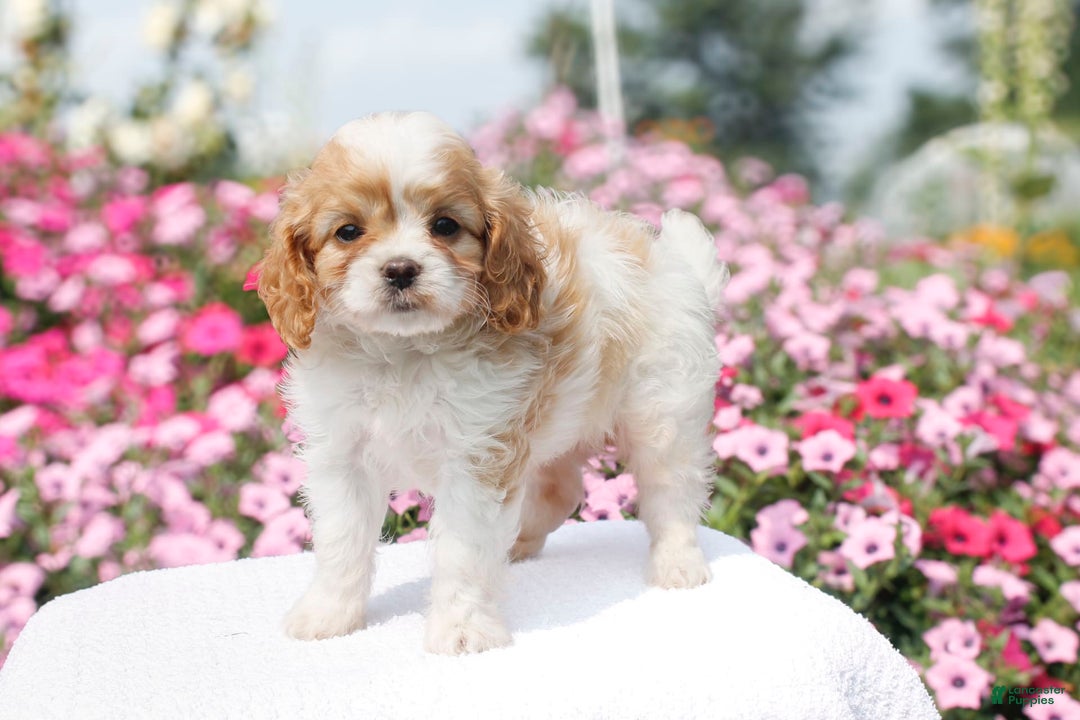 Cavapoo dogs for sale: Willow - Image 3