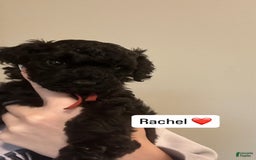 Standard Poodle dogs for sale: Rachel - Image 1