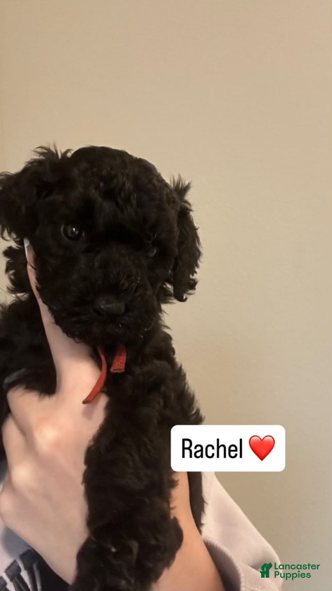 Standard Poodle dogs for sale: Rachel - Image 1