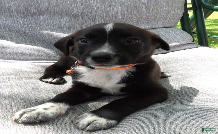 Border Collie dogs for sale - Ad 5