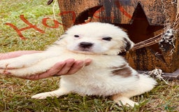 Saint Bernard dogs for sale: Hazel - Image 1