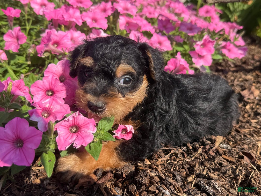 Schnoodle dogs for sale: Ernist - Image 5