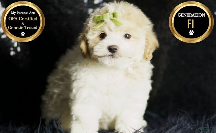 Maltipoo dogs for sale - Ad 1