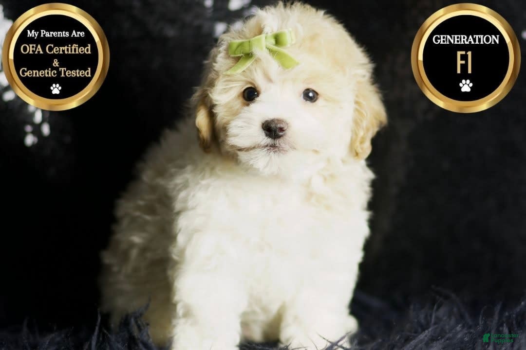 Maltipoo dogs for sale: Habibi - Image 1