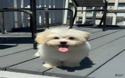 Malshi dogs for sale: Kyrie - Image 2