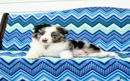 Miniature Australian Shepherd dogs for sale: Blue Boy - Image 2