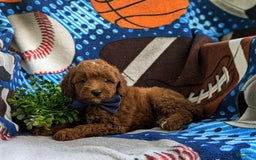 Miniature Poodle dogs for sale: Miniature Poodle 4 puppies - Image 5