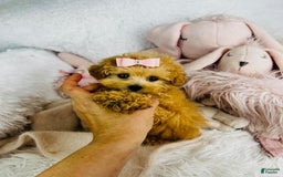 Cavapoo dogs for sale: Dulce - Image 2