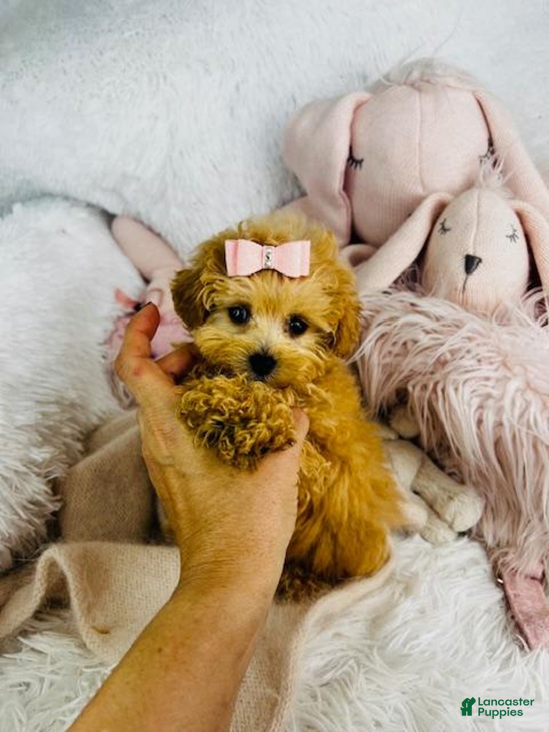 Cavapoo dogs for sale: Dulce - Image 2