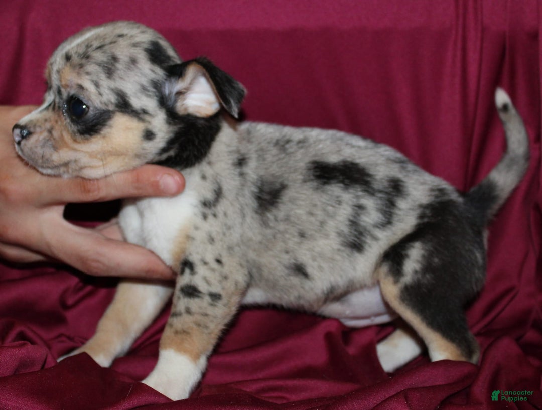 Chihuahua dogs for sale: Irvin - Image 8