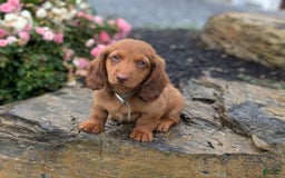 Dachshund dogs for sale: Otis - Image 16