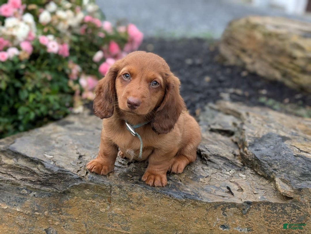 Dachshund dogs for sale: Otis - Image 16