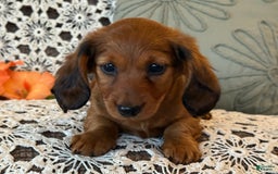Miniature Dachshund dogs for sale: Max - Image 7