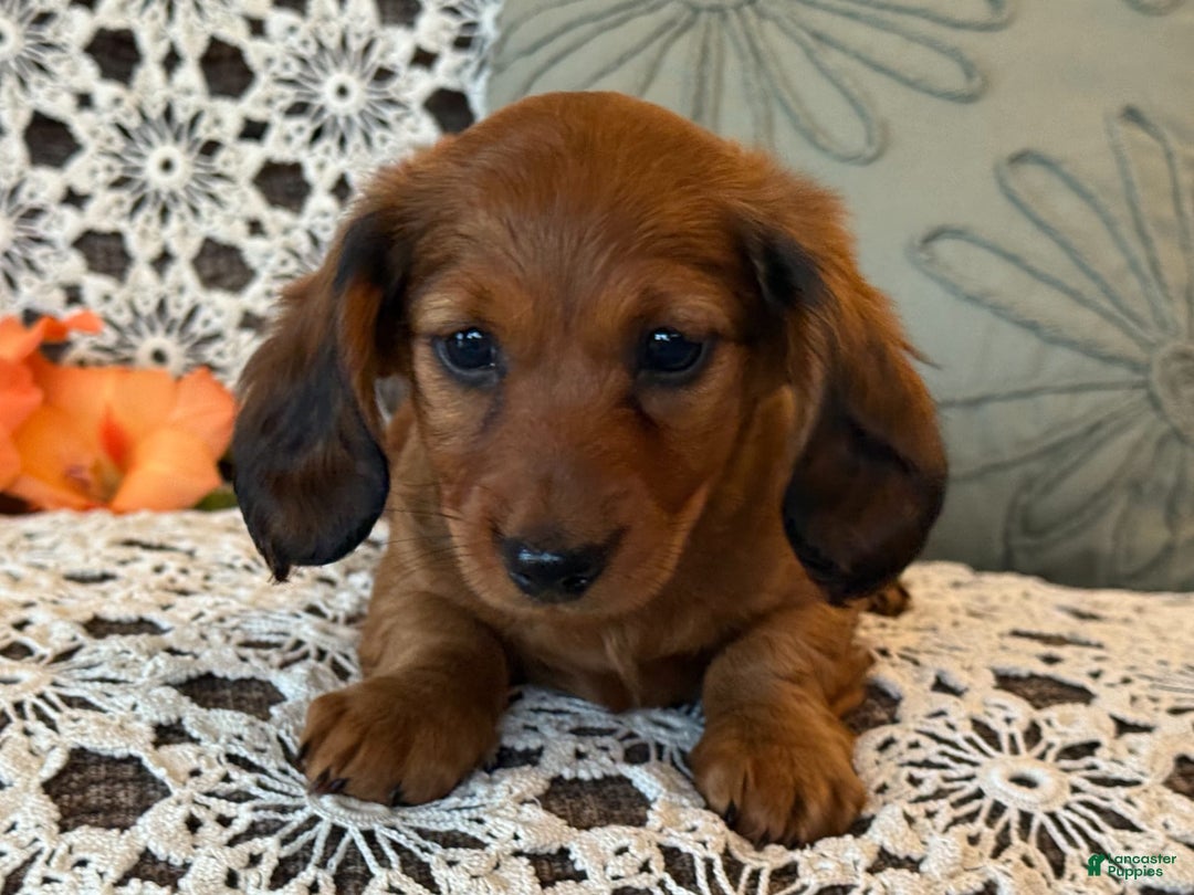 Miniature Dachshund dogs for sale: Max - Image 7