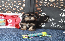 Shorkie dogs for sale: Gypsy - Image 3