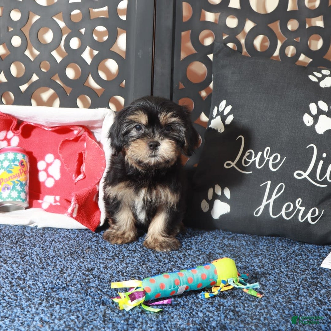 Shorkie dogs for sale: Gypsy - Image 3
