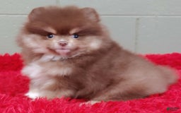 Pomeranian dogs for sale: Jessy - Image 10