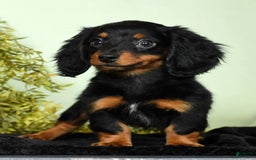Miniature Dachshund dogs for sale: Miniature Dachshund 2 puppies - Image 11