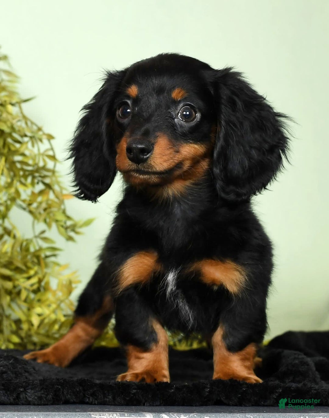 Miniature Dachshund dogs for sale: Miniature Dachshund 2 puppies - Image 11