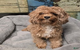 Cavapoo dogs for sale: Hulk - Image 2