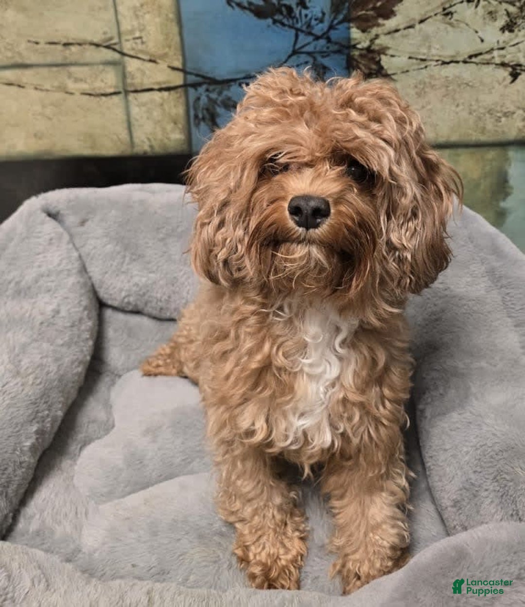 Cavapoo dogs for sale: Hulk - Image 2